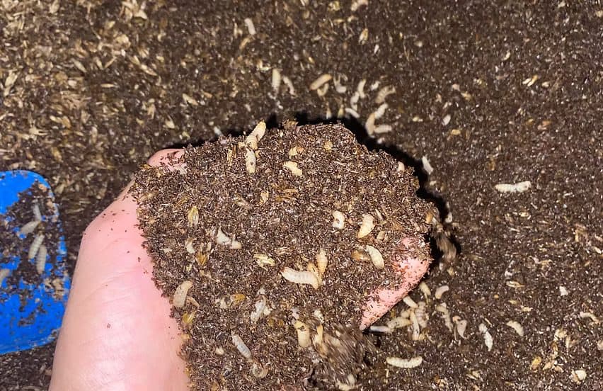 Black Soldier Fly Larvae converting organic material
